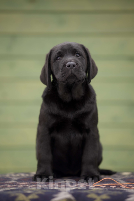Собаки в Санкт-Петербурге: ЛАБРАДОР РЕТРИВЕР Мальчик, 100 000 руб. - фото 3