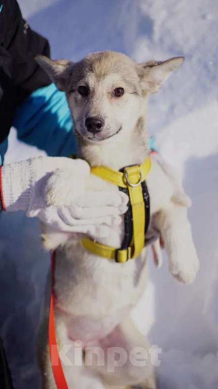 Собаки в Ногинске: Маленькая Чуда ждёт свою семью в приюте Девочка, Бесплатно - фото 2