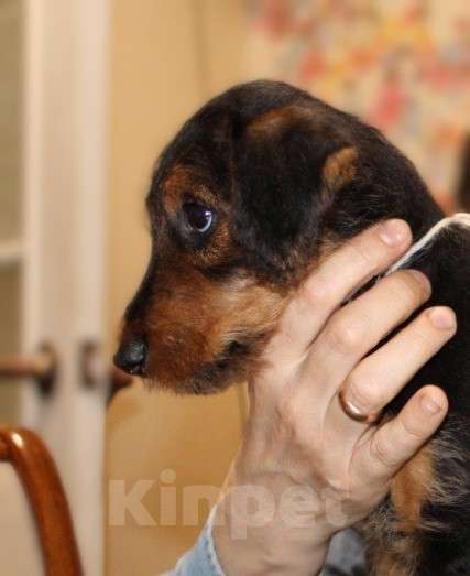 Собаки в Воронеже: Эрдельтерьер Леди 2,5 месяца Девочка, 50 000 руб. - фото 3