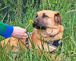 Собаки в Москве: Некрупный солнечный пес Айк ищет дом Мальчик, 10 руб. - фото 4