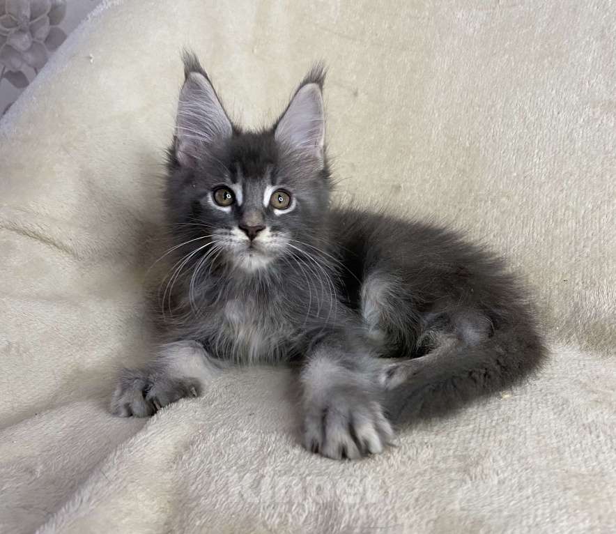 Кошки в Дмитрове: Голубой тикированный мальчик мейн кун Xanti Мальчик, 40 000 руб. - фото 4