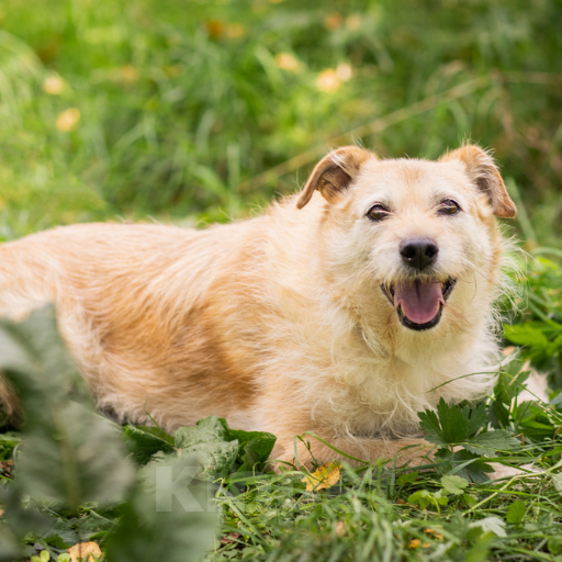 Собаки в Москве: Фося Девочка, Бесплатно - фото 2