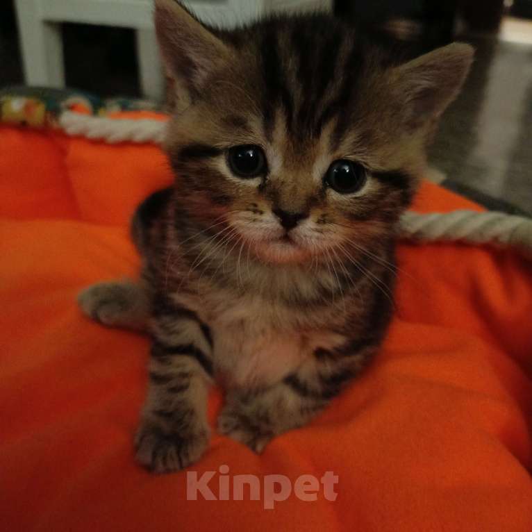 Кошки в Волгограде: Шотландские вислоухие котята Разнополые, Бесплатно - фото 7