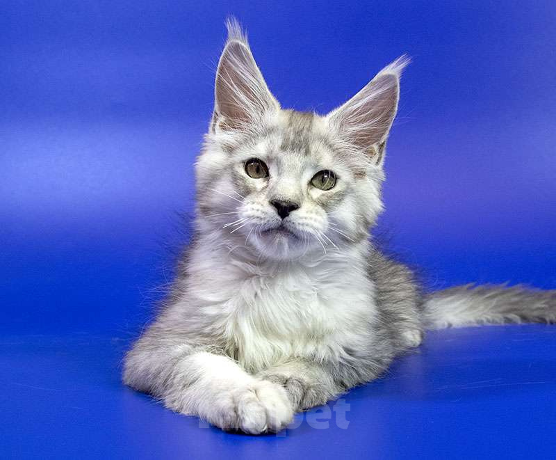 Кошки в Москве: Мейн кун котенок Мальчик, Бесплатно - фото 3