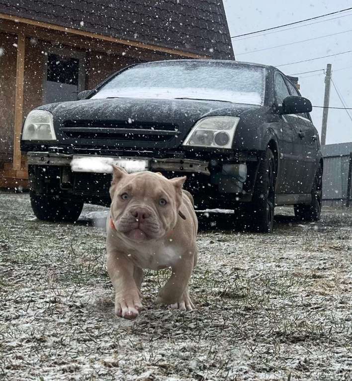 Собаки в Твери: Булли щенок Мальчик, Бесплатно - фото 2