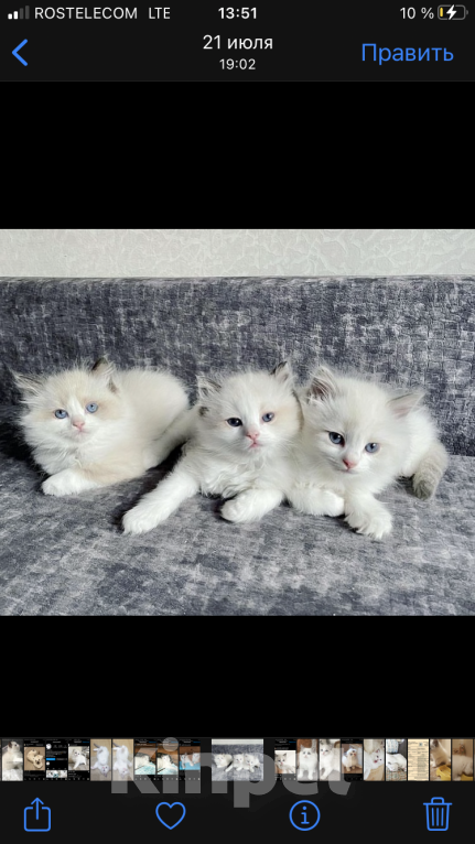 Кошки в Санкт-Петербурге: Котята Рэгдолл Девочка, 47 000 руб. - фото 1