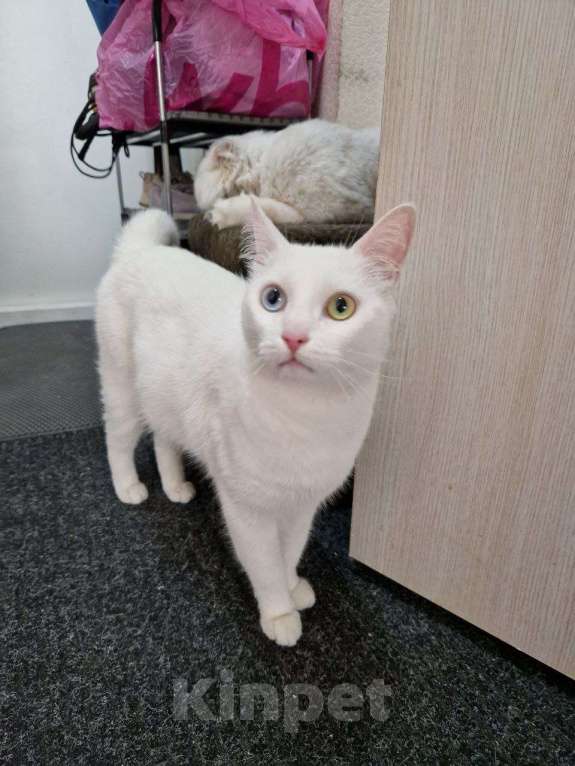 Кошки в Москве: Мичман ищет новый дом Мальчик, Бесплатно - фото 2