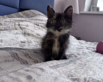 Кошки в Москве: Котенок в добрые руки Девочка, Бесплатно - фото 1