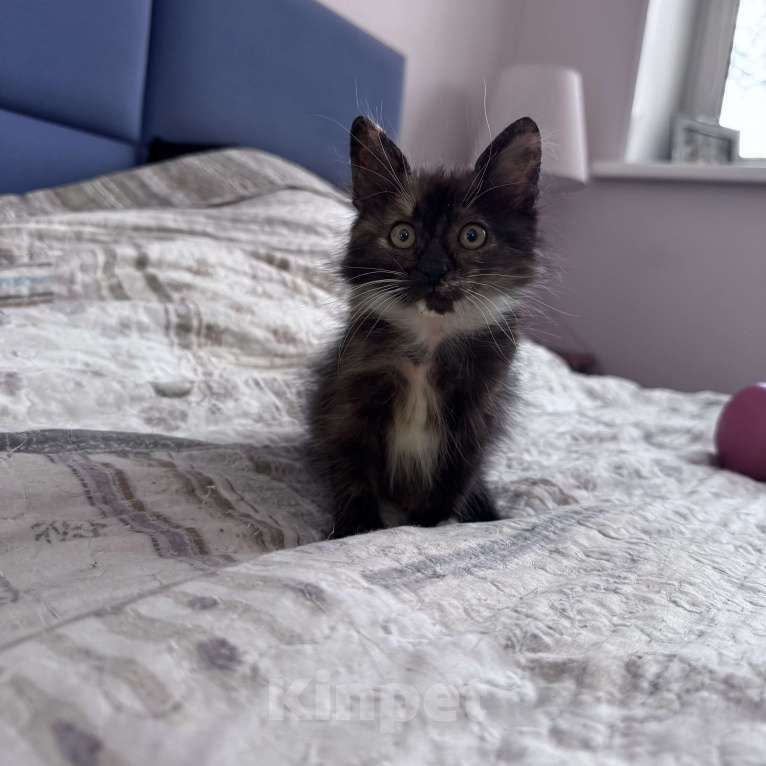 Кошки в Москве: Котенок в добрые руки Девочка, Бесплатно - фото 1