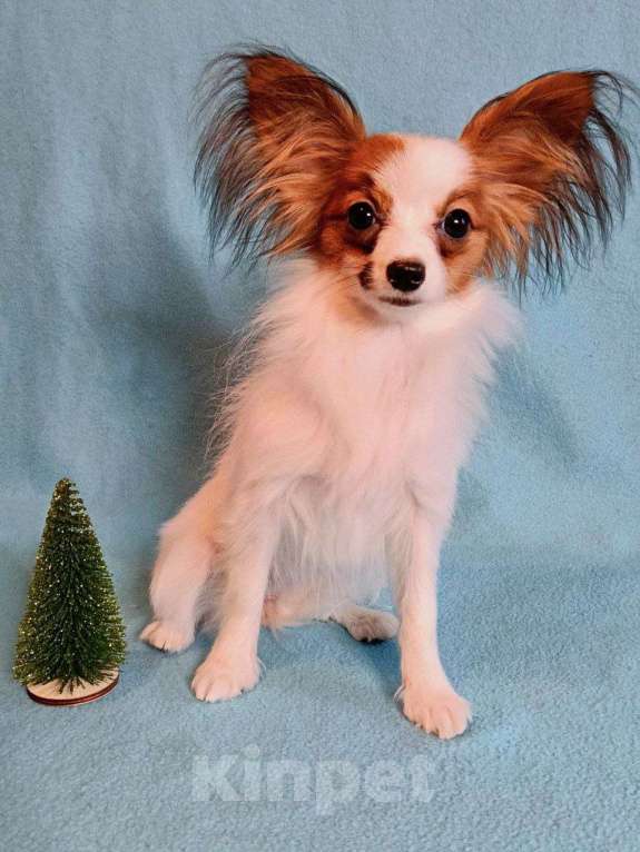 Собаки в Москве: Небольшая малышка папийон Девочка, 45 000 руб. - фото 4