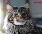 Кошки в Тюмени: Великолепные котята породы мейн кун, 1 руб. - фото 1