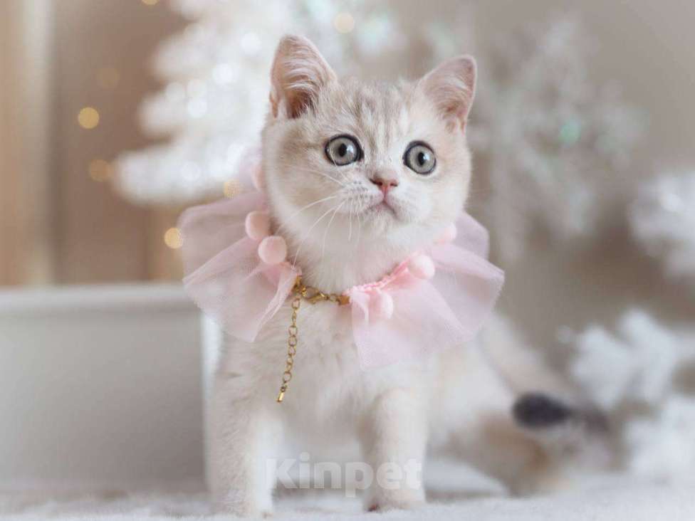 Кошки в Москве: Британская девочка Аура Девочка, 100 000 руб. - фото 2