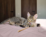 Кошки в Москве: Ласковая и ручная 3 мес кошечка Биби́ ищет дом Девочка, Бесплатно - фото 3