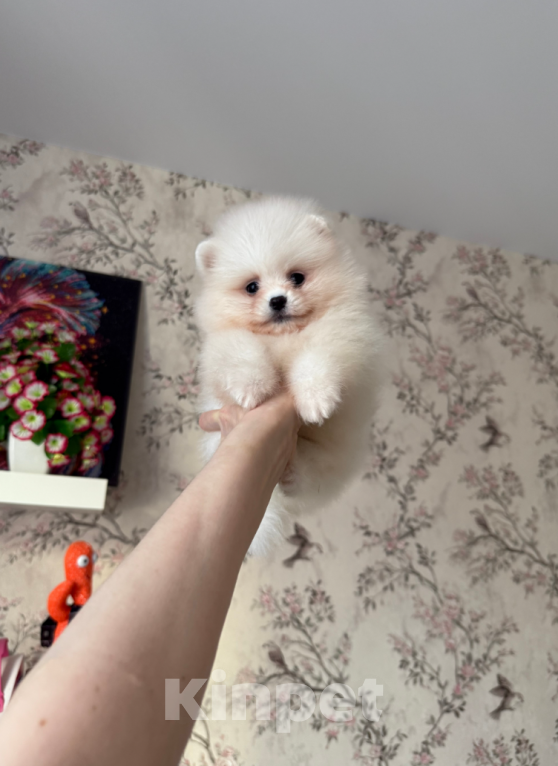 Собаки в Москве: Девочка Девочка, 28 000 руб. - фото 1