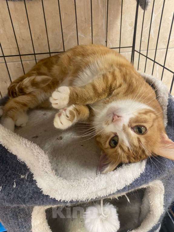 Кошки в Москве: Кошечка Осень Девочка, Бесплатно - фото 2