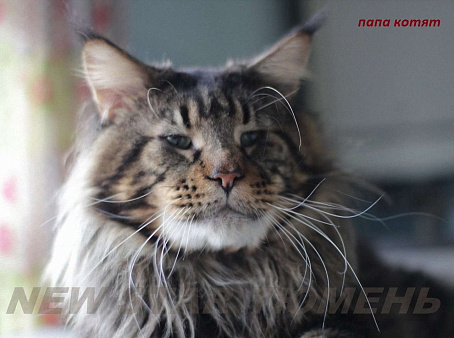 Объявление: Великолепные котята породы мейн кун, 1 руб., Тюмень
