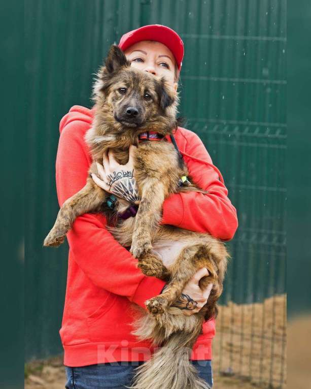 Собаки в других городах Московской области: Привет:) Я Амур! Мальчик, Бесплатно - фото 2