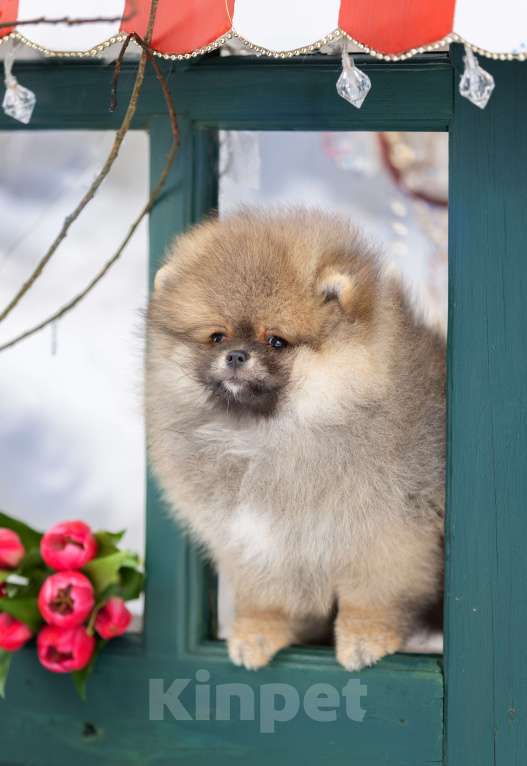 Собаки в Лобне: Медвежонок Мальчик, 50 000 руб. - фото 3