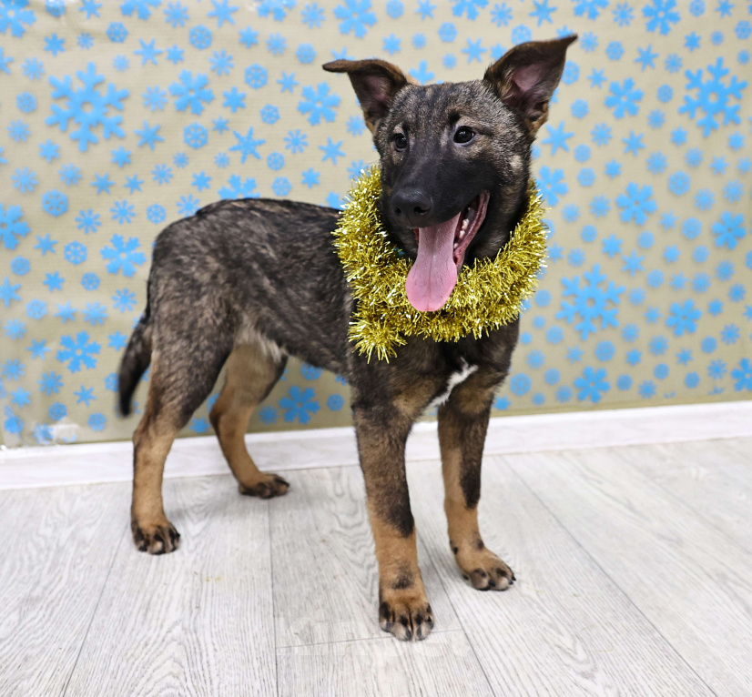 Собаки в Москве: Метис бельгийской овчарки (малинуа) бесплатно в Москве Девочка, Бесплатно - фото 7
