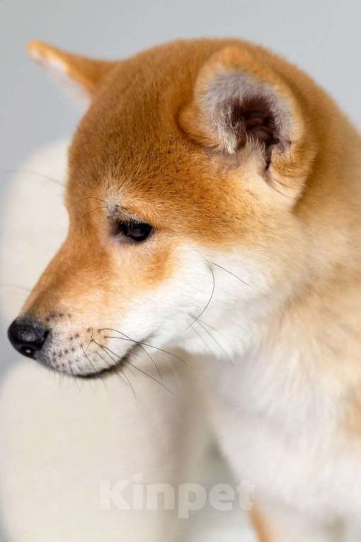 Собаки в Саратове: Продаюется щенок Мальчик, 35 000 руб. - фото 2