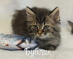 Кошки в Санкт-Петербурге: Котенок Бублик Мальчик, Бесплатно - фото 1