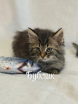 Котенок Бублик