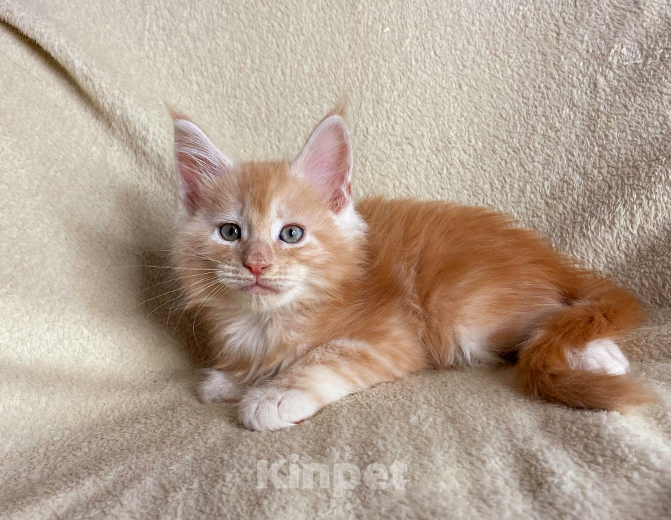 Кошки в Дмитрове: Красный дымчатый мальчик мейн кун Weres Мальчик, 40 000 руб. - фото 6