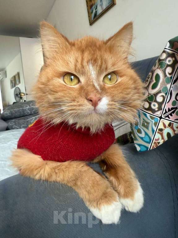 Кошки в Москве: Рыжий кот в добрые руки Мальчик, Бесплатно - фото 1