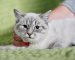 Кошки в Москве: Халва чудесный тайский котенок в добрые руки Девочка, Бесплатно - фото 1