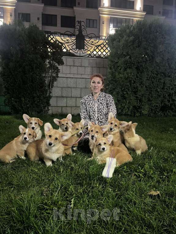 Собаки в Краснодаре: Вельш-корги пемброк Девочка, Бесплатно - фото 1