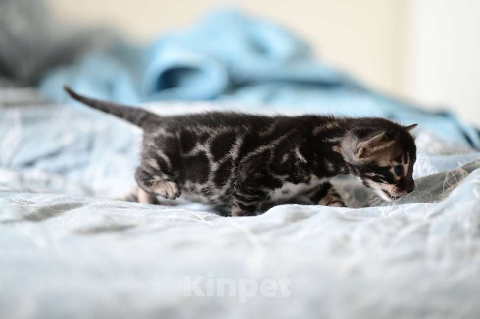 Кошки в Ивантеевке: D003 Девочка, 80 000 руб. - фото 3