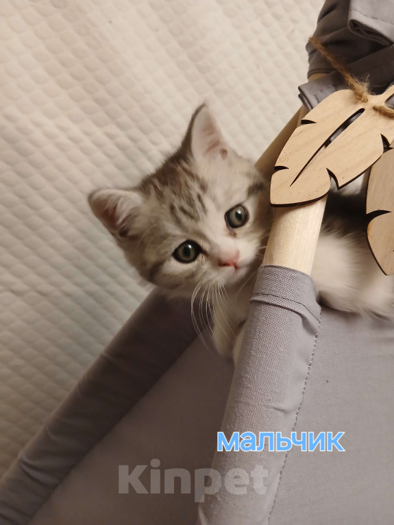 Кошки в Москве: Шотландский котенок  Мальчик, 10 000 руб. - фото 1