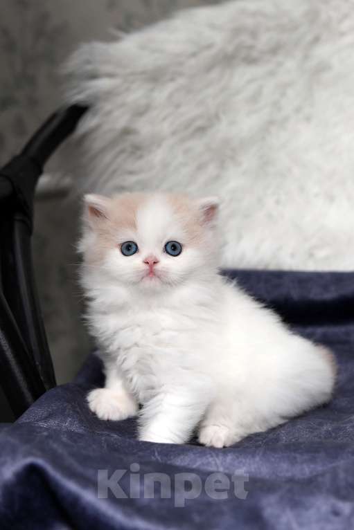 Кошки в Москве: шотландский кремовый мальчишка Мальчик, 30 000 руб. - фото 4