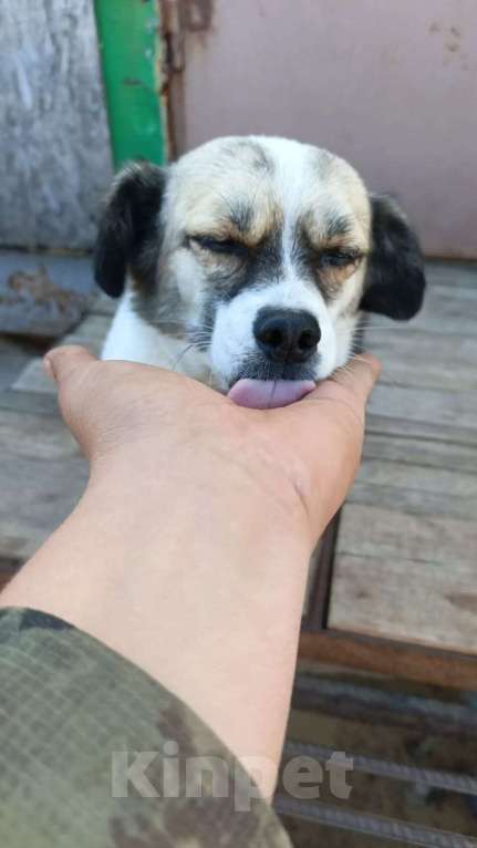 Собаки в Москве: Маленькая собачка в добрые руки Девочка, Бесплатно - фото 4