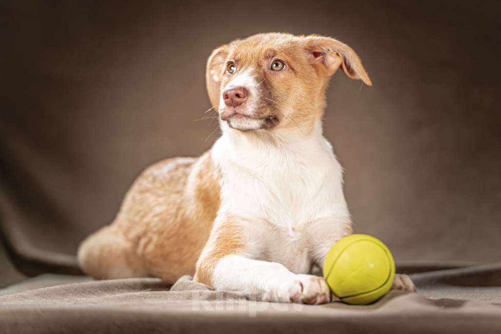 Собаки в Клине: Марсель — уравновешенный джентльмен, который хочет стать вашим достойным компаньоном Мальчик, Бесплатно - фото 1