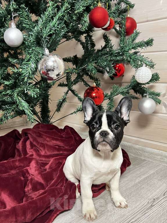 Собаки в других городах Московской области: Французский бульдог белочерная Девочка, 50 000 руб. - фото 1