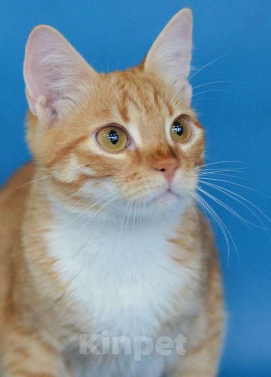 Кошки в Москве: Оранжевое солнышко Марсик в дар Мальчик, Бесплатно - фото 1