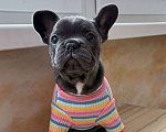 Собаки в Новочебоксарске: Французский бульдог, щенок Фрэнк Мальчик, 100 000 руб. - фото 2
