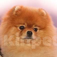 Собаки в Екатеринбурге: вязка Мальчик, Бесплатно - фото 2