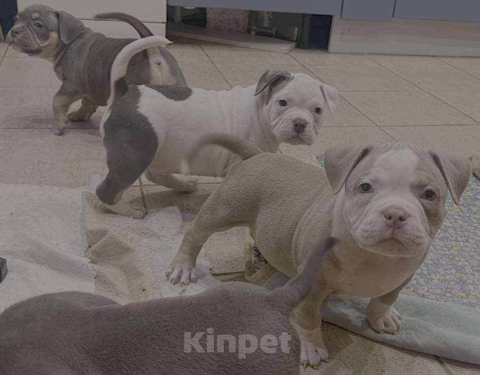 Собаки в Санкт-Петербурге: Веселые булочки Мальчик, Бесплатно - фото 4