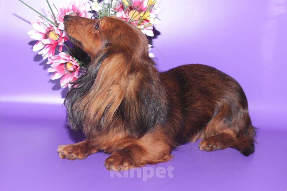 Собаки в Москве: Такса кроличья дш мрамор , яркий красавец Мальчик, 5 000 руб. - фото 3