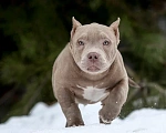 Собаки в Домодедово: Американский булли покет щенок  Мальчик, 80 000 руб. - фото 2