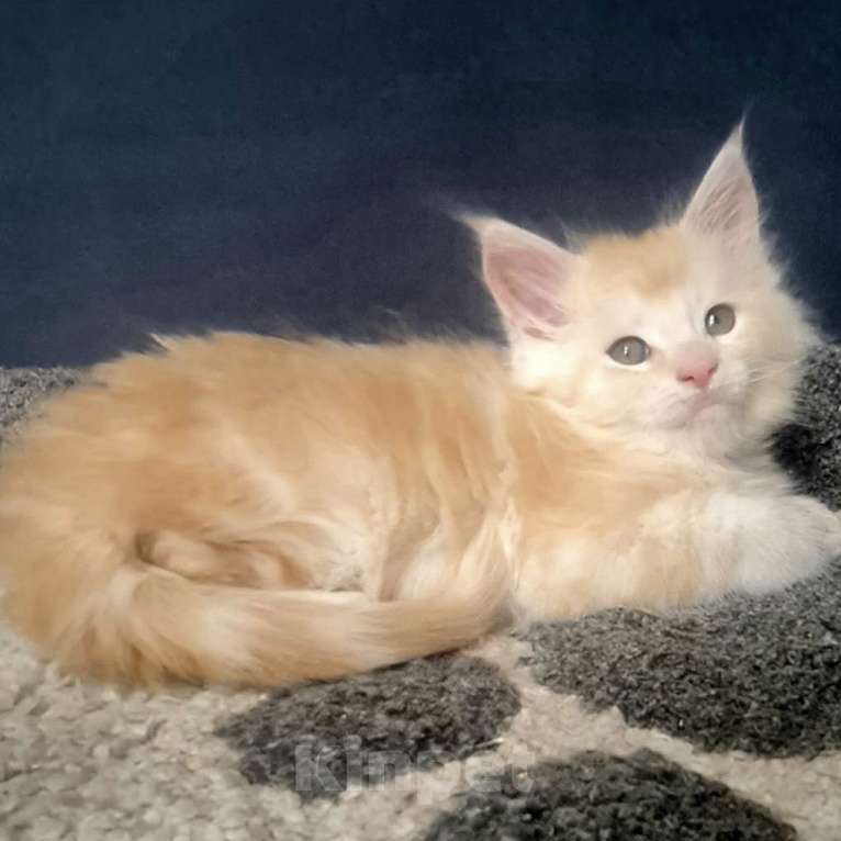 Кошки в других городах Ярославской области: Мейн кун мальчик Мальчик, Бесплатно - фото 5