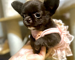 Собаки в Ростове-на-Дону: Девочка чихуахуа  Девочка, 35 000 руб. - фото 8