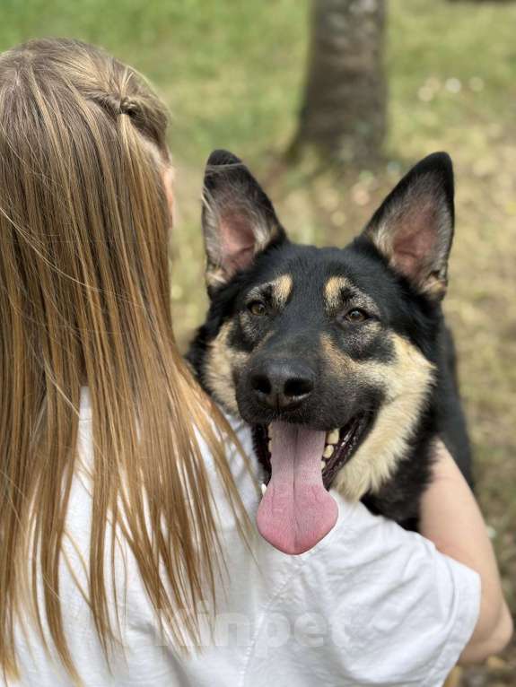 Собаки в Москве: Перчик молодой овчар Мальчик, Бесплатно - фото 7