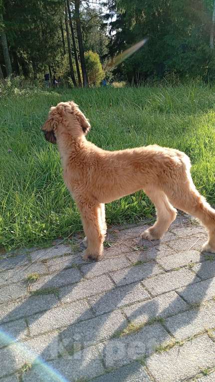 Собаки в Москве: Ищет ответственных владельцев нежная девочка афганочка Девочка, 100 000 руб. - фото 2