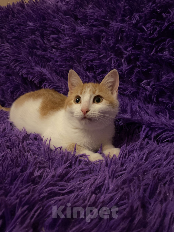 Кошки в Москве: Диана, 3 месяца, в добрые руки Девочка, Бесплатно - фото 6