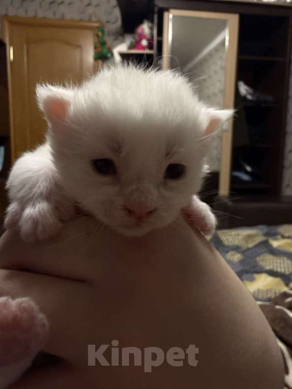 Кошки в Москве: Бронь Мейн-кунчиков Мальчик, 50 000 руб. - фото 1