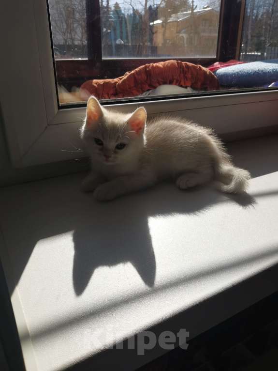 Кошки в Москве: Британцы котята  Мальчик, 10 000 руб. - фото 2