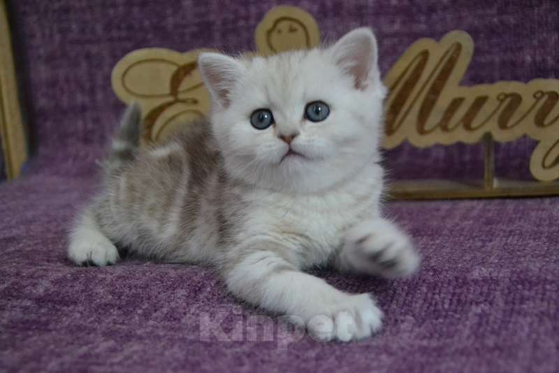 Кошки в Москве: Мраморная шоколад на серебре Девочка, 55 000 руб. - фото 1